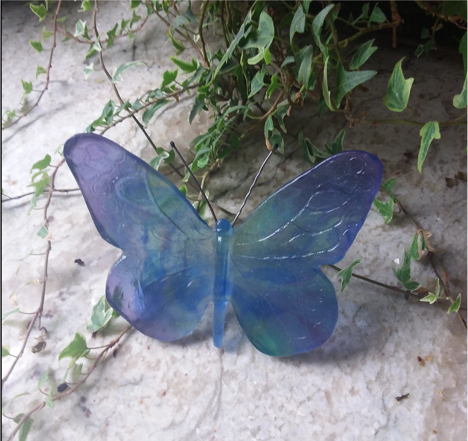 Papillon