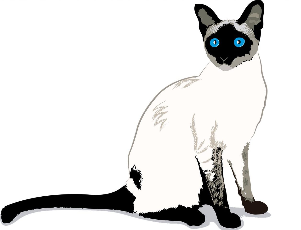 Сиамская кошка рисунок
